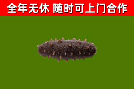 万宁市烟酒回收干海参.jpg